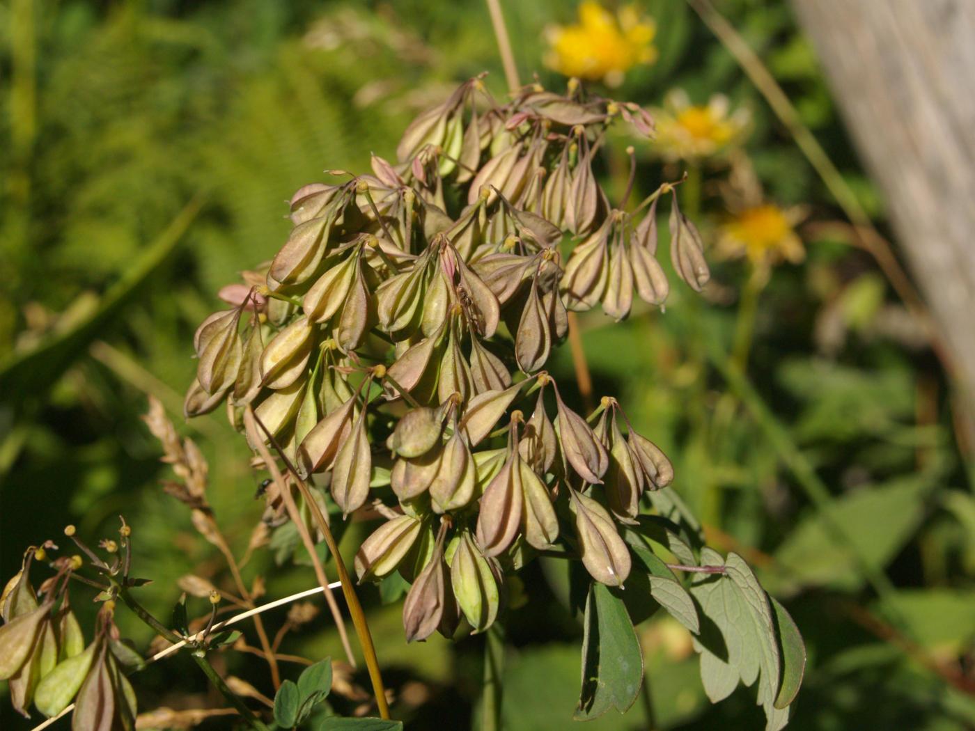 Meadow Rue fruit